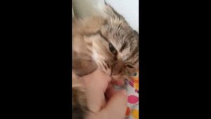 Как поднять кота на второй этаж, не выходя из дома. Потянуть за язык кота. Поиграться с мощным быком