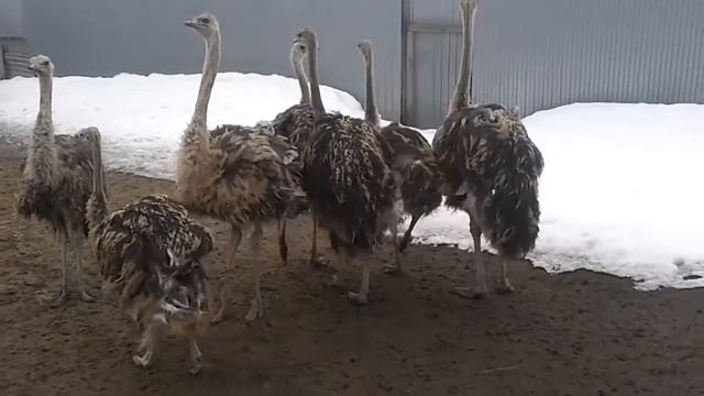 Ждем в гости на страусиную дачу смотреть онлайн