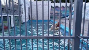 Белый медведь в Пензенском зоопарке