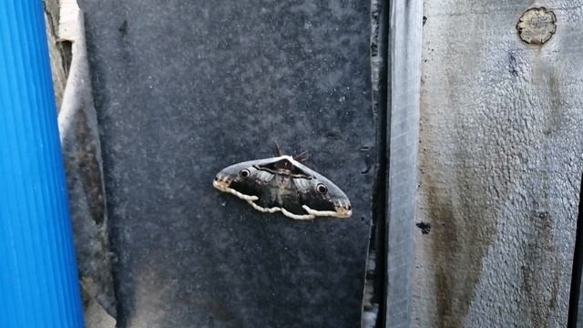 Удивительные насекомые Юга России. смотреть онлайн