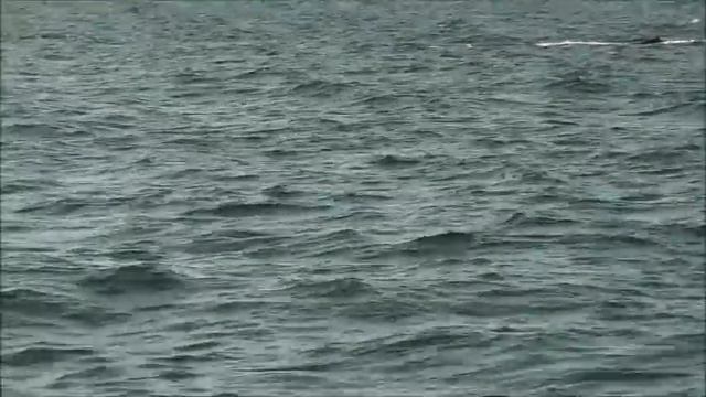 Голубой кит и дельфины смотреть онлайн