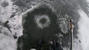 ОКУНЯ КАННИБАЛЫ. Ловля окуня на САЛО. Новый рекорд, трофей по окуню на зимнюю удочку, 1345гр.