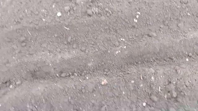"ЛайфХак" как посеять морковь без прореживания просто и быстро