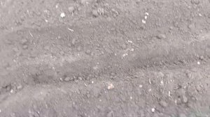 "ЛайфХак" как посеять морковь без прореживания просто и быстро