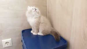 Невский маскарадный котёнок Борюся из Питомника "Злато Зиберио"!!!