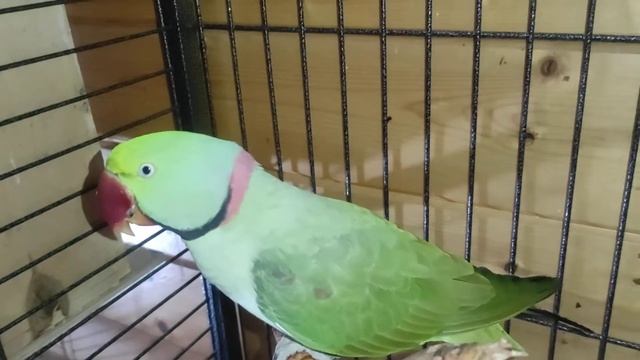 Александрийский попугай. Первая кладка.