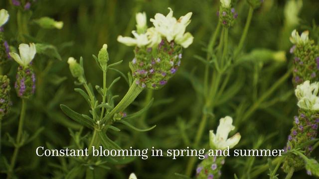 Javelin Forte™ Spanish Lavender смотреть онлайн