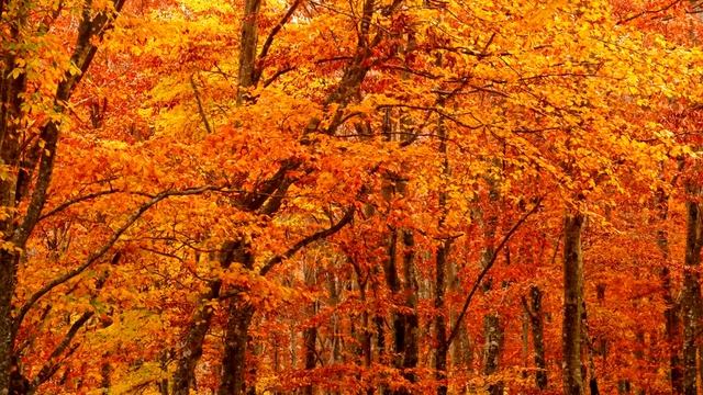 Могут ли грехи родителей отразиться на их детях? смотреть онлайн