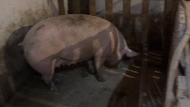 Делаю гибридов КБ«элита»~Дюрок и Пьетрен смотреть онлайн