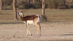 Deer turns and Poops towards the Camera || Animals Pooping