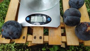 Диплоидная слива Дофи Сандра/Dofi Sandra 3.08.2022