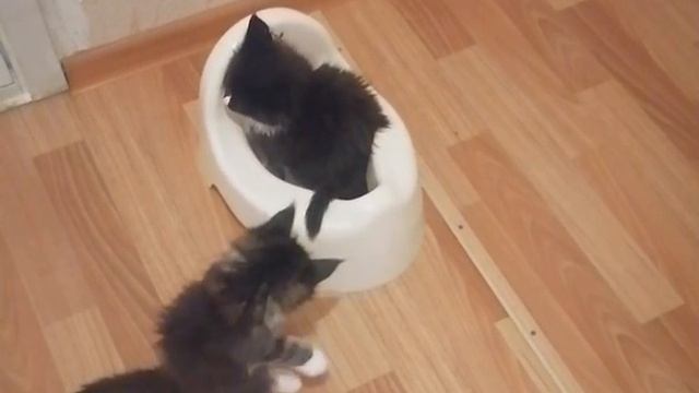 Первые успехи