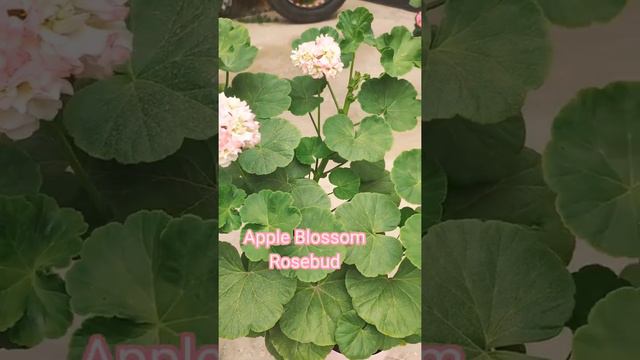 APPLE 🍎BLOSSOM🌸 ROSEBUD.