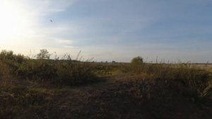 Охота с ТОЗ-54.Чирок и воронье.Дары и краски осени.