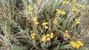 Пупавка красильная-помощник в лечении цирроза печени.