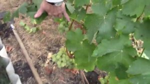 Обзор виноградника в Мордовии на 02 сентября 2022г