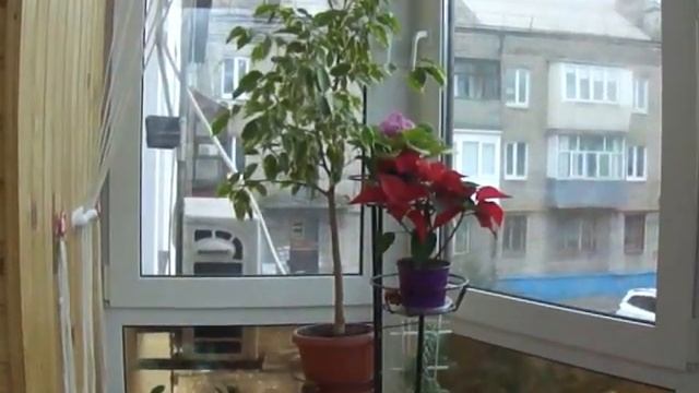 Зимний сад на балконе/Winter Garden On The Balcony