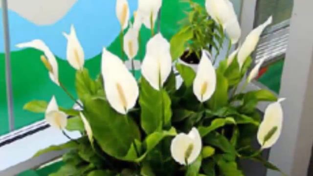 Спатифиллум-Женское счастье--нежно-белый цветок смотреть онлайн