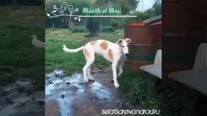 Щенки русской псовой борзой