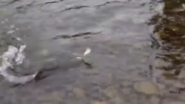 река Келе Kele river смотреть онлайн