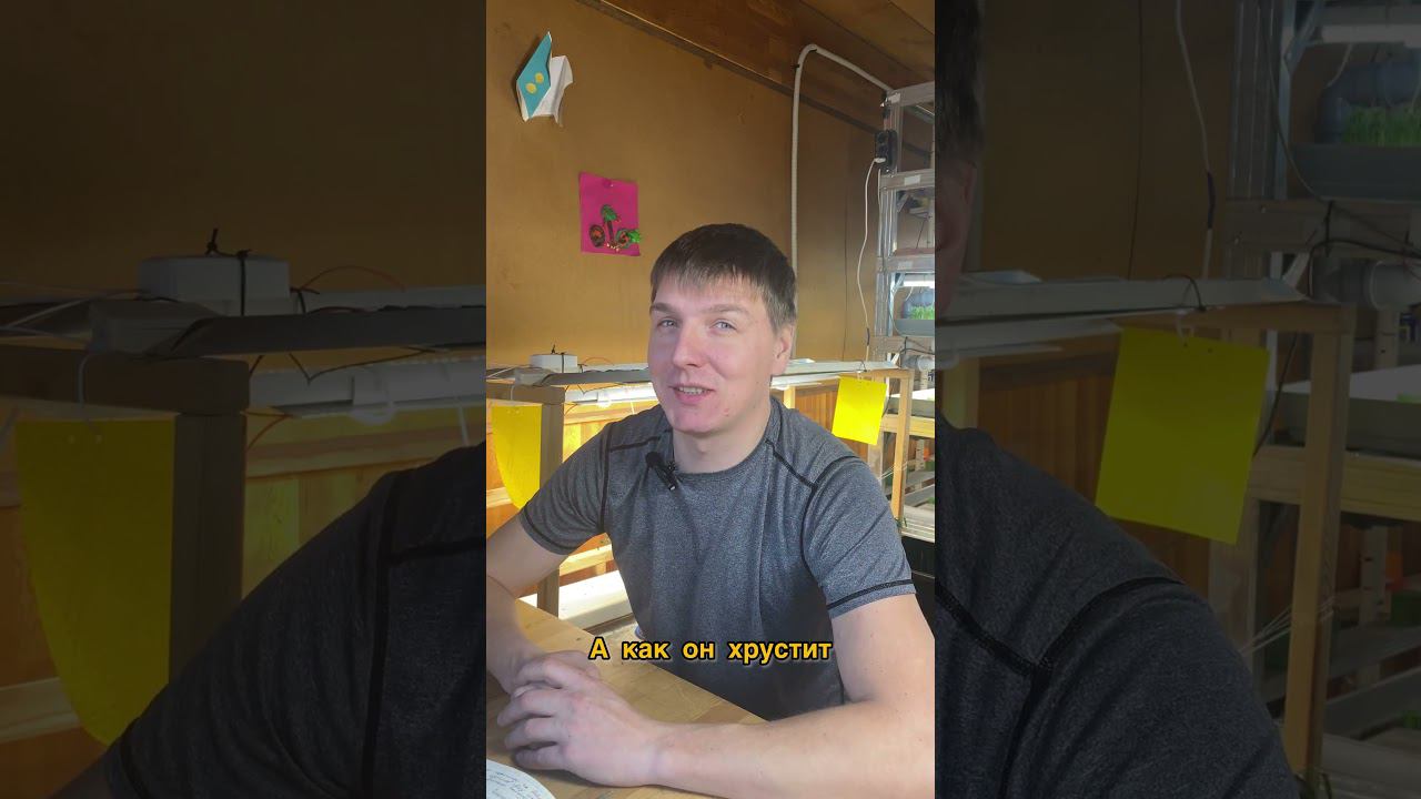 Топ пять самых популярных видов микрозелени #микрозелень #огородкруглыйгод #огороднабалконе #бизнес