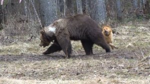 Карело -финская лайка.Притравка на медведя.Полевые испытания 2017. Karelo -Finnish Laika.on bear.