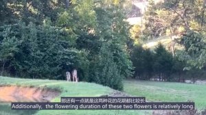 收花种啦!强烈推荐两种特别容易种且防鹿的花|Collecting Flowers Seeds-Introducing 2 Carefree& Deer Resistant Flowers Eng C