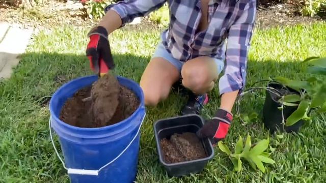 Propagate a Basket Plant! Callisia Fragrans. смотреть онлайн