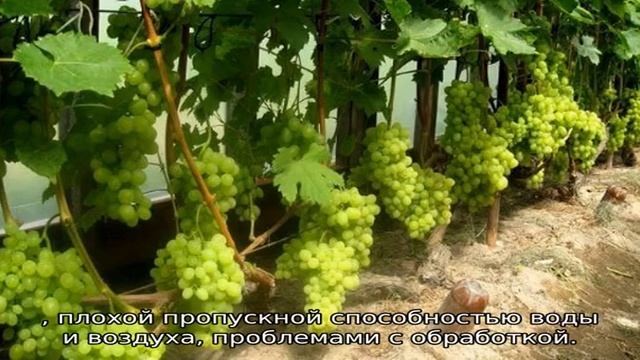 Что можно посадить рядом с виноградом