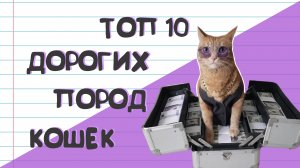 Топ самых дорогих пород котиков