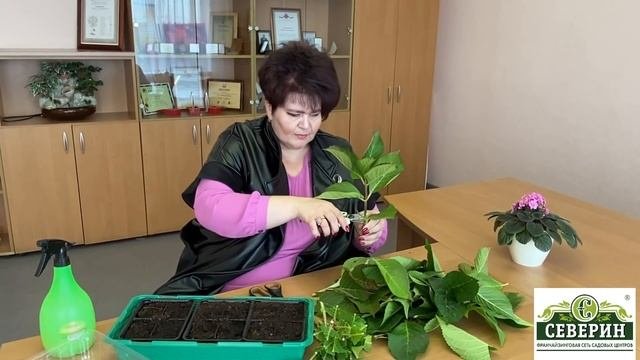 Черенкование гортензии!