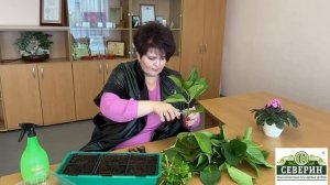 Черенкование гортензии!