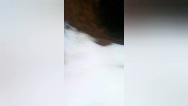 Мы нашли нору лисы? смотреть онлайн