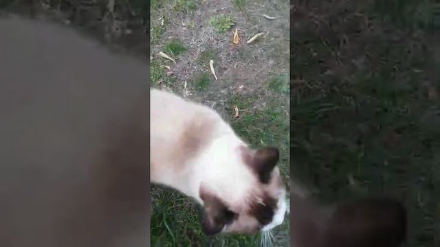 голубоглазый кот