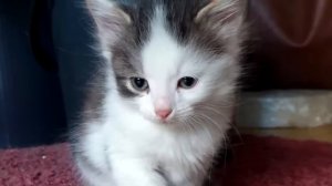 Котёнок не переставал плакать в приюте, но вдруг он услышал знакомый голос!