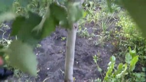 Дерево боярышник шиповник | Урожайный огород Татьяна новое видео