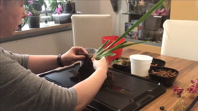 Basiswissen: Burrageara Nelly Isler Pflege und umtopfen смотреть онлайн