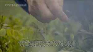 Чай история одного листа. Серия 1. Тепло земли и ладоней. Часть 1.