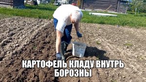 Посев картошки в одиночку. Фермер FM-811 MX.