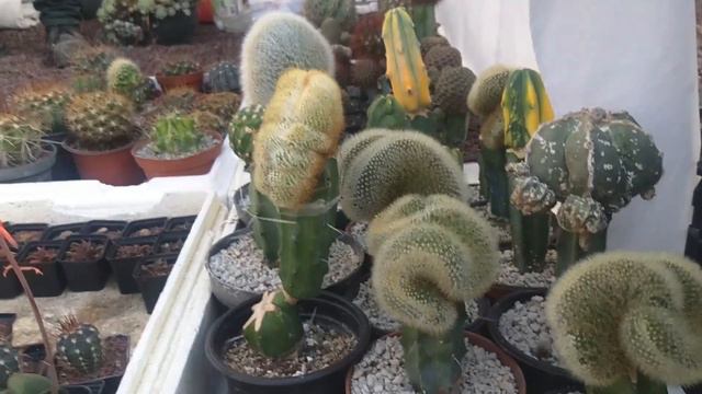 De TOUR Por La FERIA DE LAS SUCULENTAS 2021 Parte 1. смотреть онлайн