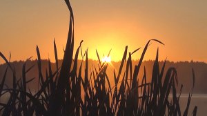 Реальная природа с реальными звуками на рыбалке