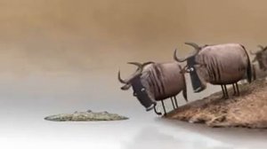 Это крокодил?!