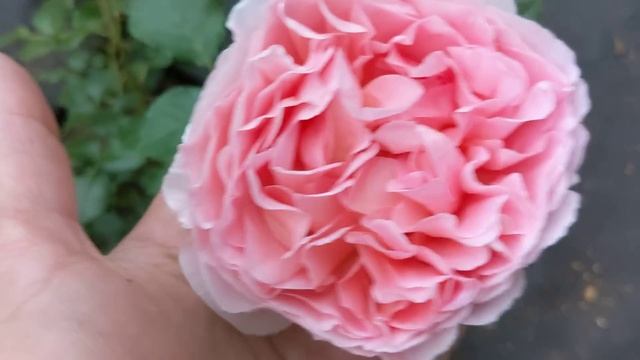 МУДРОСТЬ РОЗОМАНА – это терпение и время! Сезон, второй, третий....Ура! Они прекрасны!!!?? смотреть онлайн