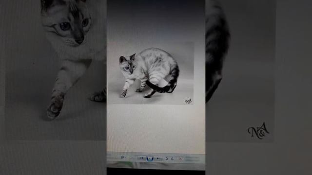 Окрасы бенгальской кошки