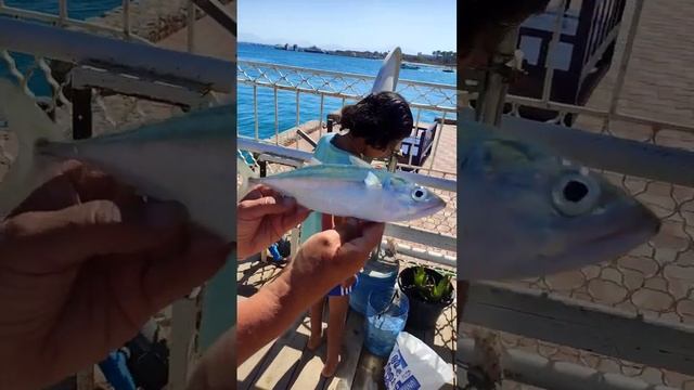 скумбрия в красном море #рыба #рыбалка #fish #fishing #video #sea #summer #море #shorts #short