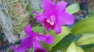 Cattleya Portia 'Cannizaro' AM/AOS (Gur. bowringiana x C. labiata) @orchidnewbee8786