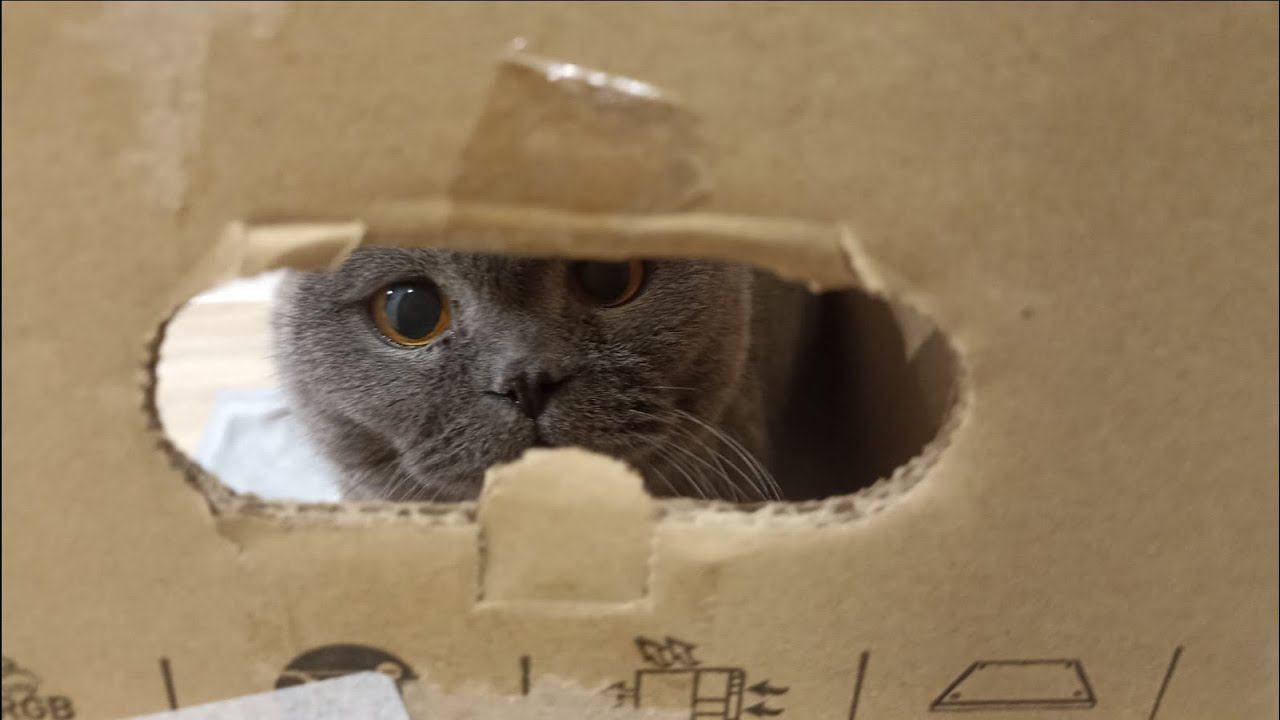 Сделали картонный домик для кота! смотреть онлайн