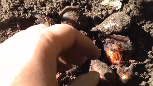 ВСЕ О ЛЮБИМЫХ ТЮЛЬПАНАХ смотреть онлайн