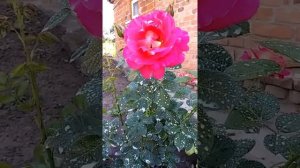 Роза Декор Арлекин.