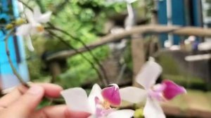 Phalaenopsis x intermedia